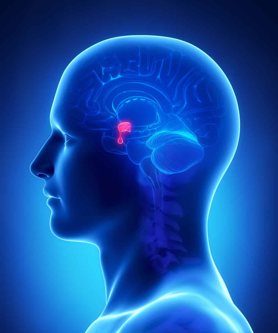What Are Pituitary Brain Injuries, How Are They Diagnosed, and What Treatment is Available?